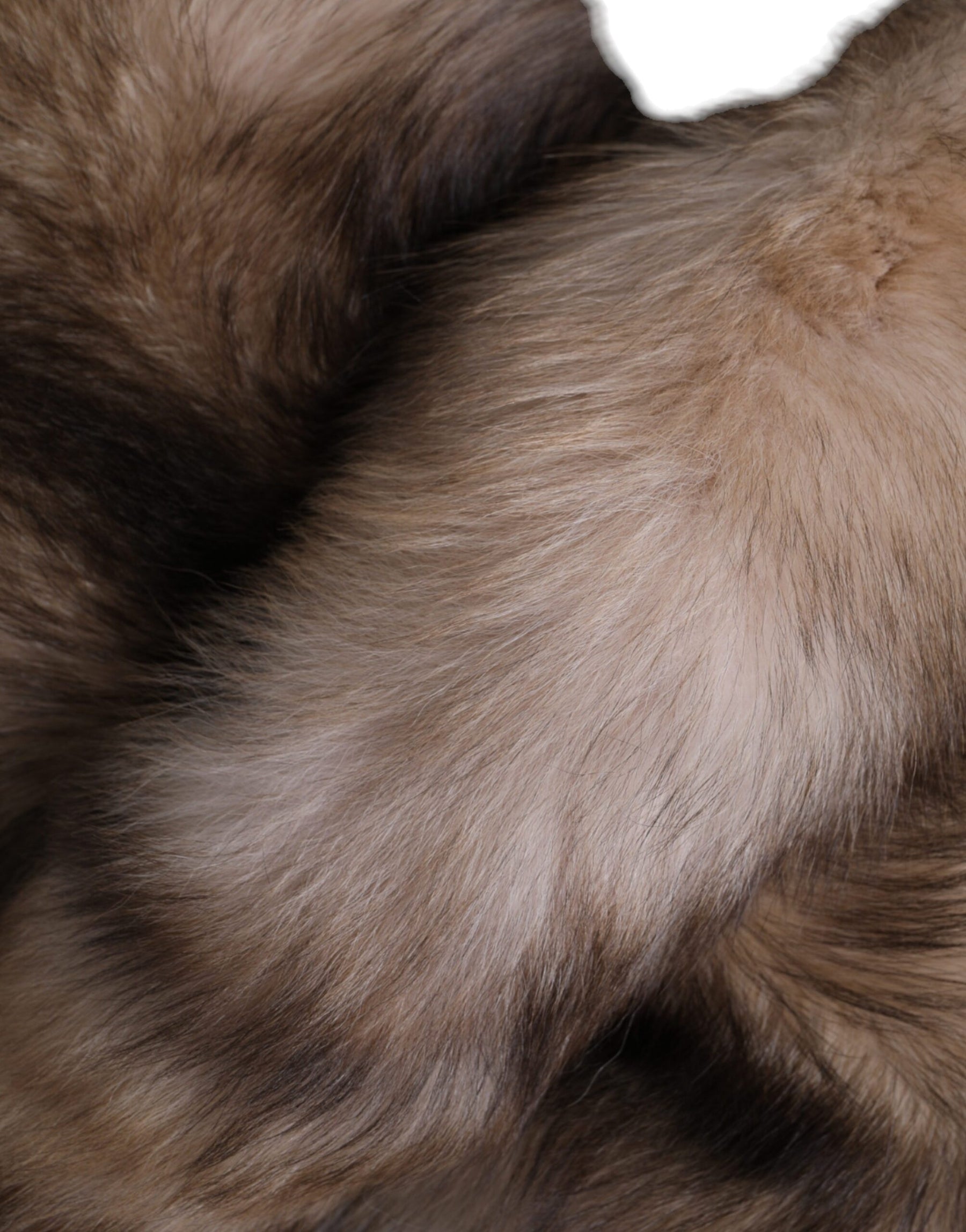 Dolce & Gabbana Brown Frost Fox Fur Neck Warmer Winter Scarf | Regal Royce