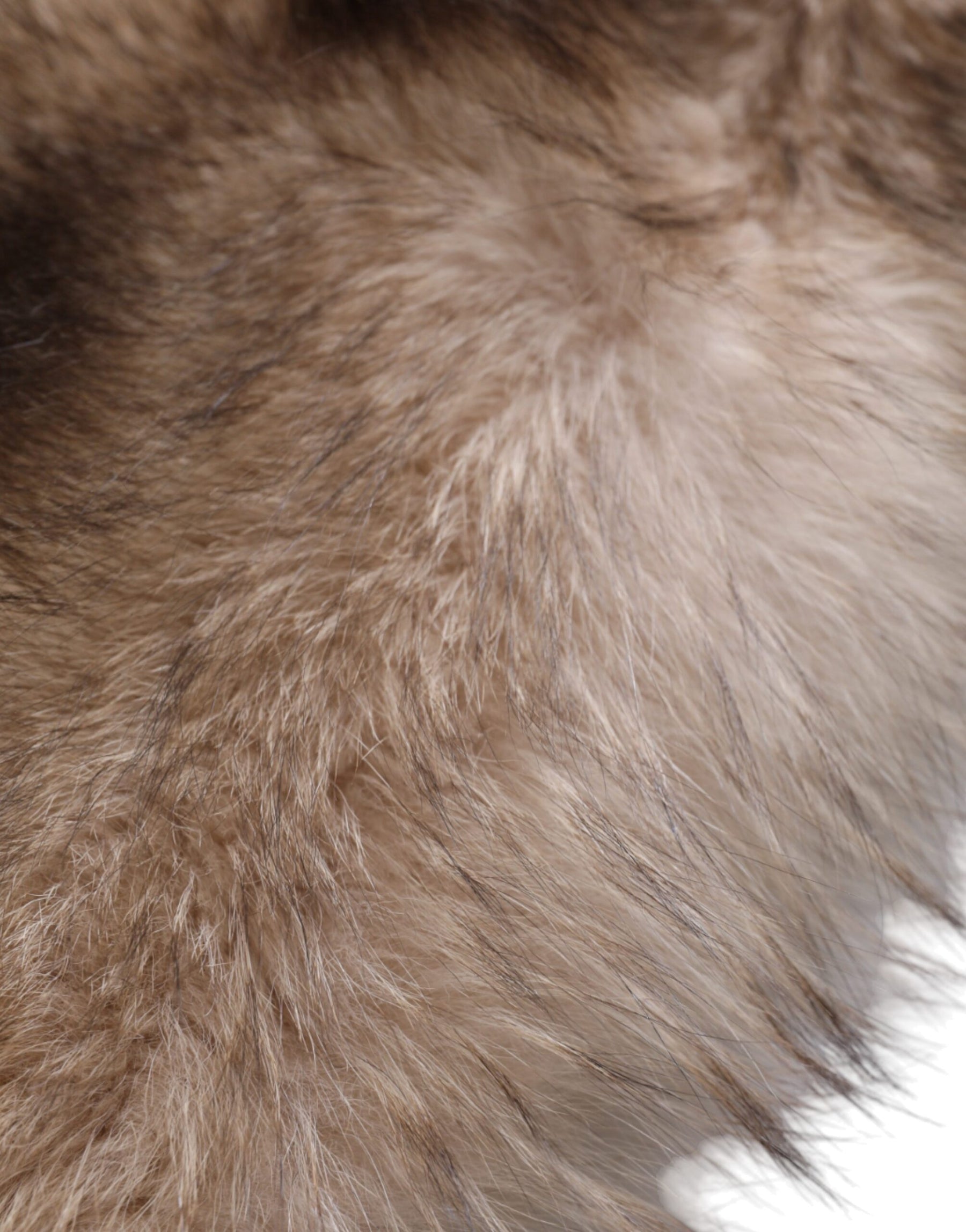 Dolce & Gabbana Brown Frost Fox Fur Neck Warmer Winter Scarf | Regal Royce