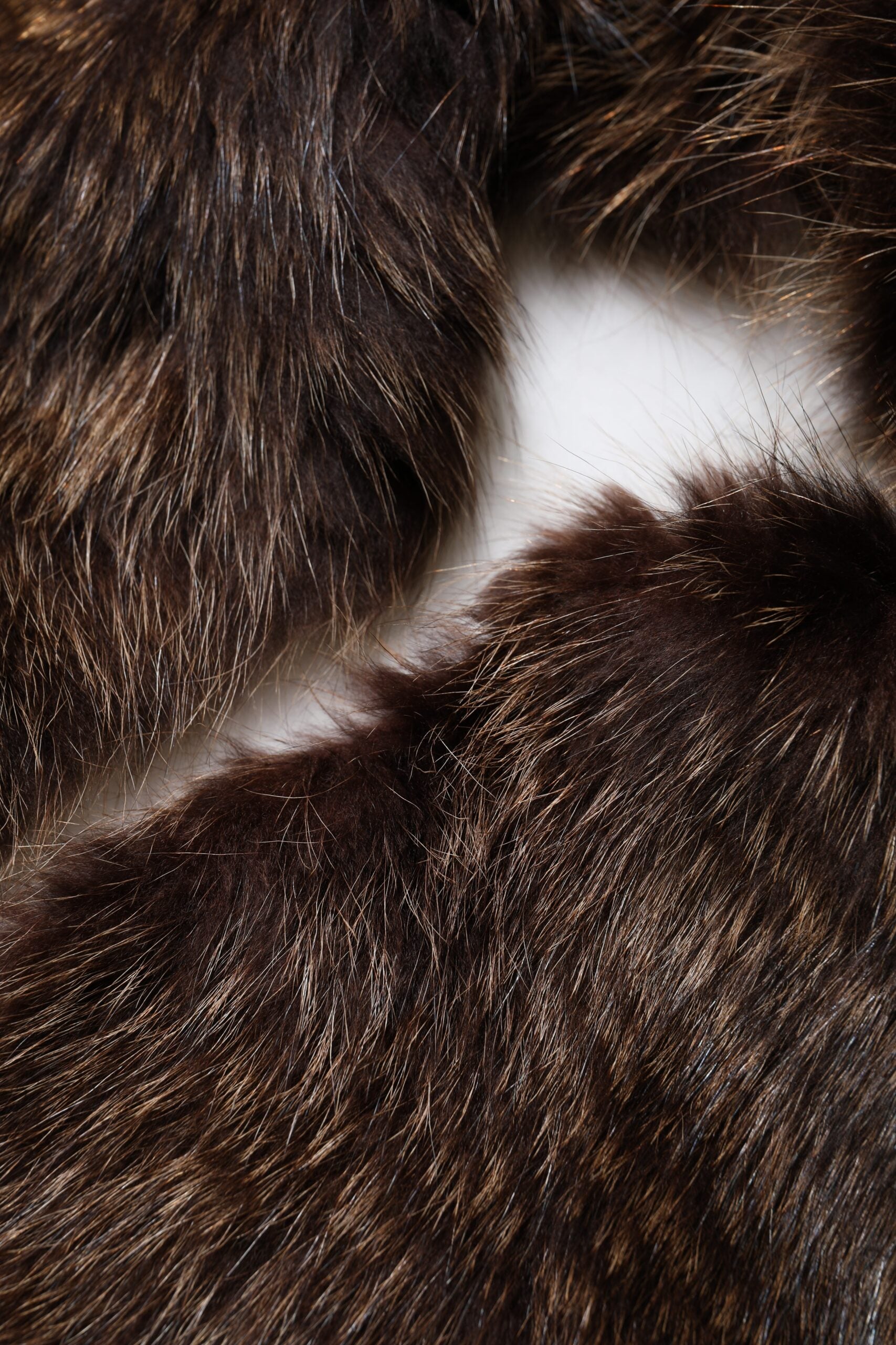 Dolce & Gabbana Brown Raccoon Fur Neck Warmer Winter Scarf | Regal Royce